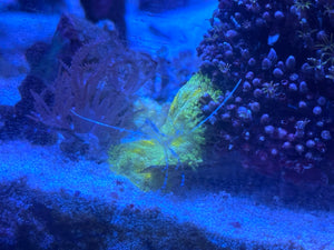 Pederson Cleaner Shrimp