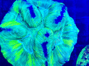 Green Welsophyllia