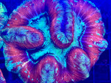 Red Welsophyllia