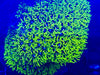 Green Star Polyp (GSP)