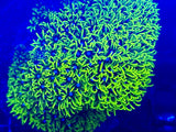 Green Star Polyp (GSP)