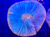 Premium Plate Coral