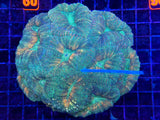 Green Lobophyllia Coral