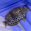 Leopard Wrasse