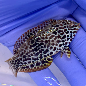 Leopard Wrasse
