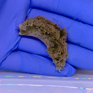 Lettuce Nudibranch