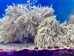 Blue Tip White Sebae Anemone