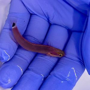 Tailspot Blenny