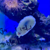 Green Sea Hare