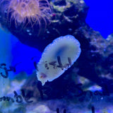 Green Sea Hare
