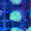 Bicolor Euphyllia Cristata Coral