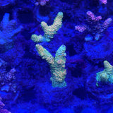 Green Acropora Tenuis