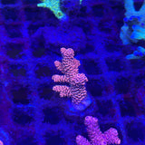 Red/Pink Acropora Millepora