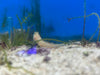 Orange Spotted Shrimp Goby