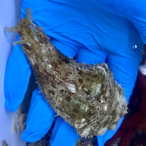 Dolabella Sea Hare