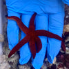 Echinaster Luzonicus (aka Red Sea Star)