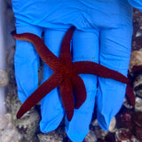 Echinaster Luzonicus (aka Red Sea Star)