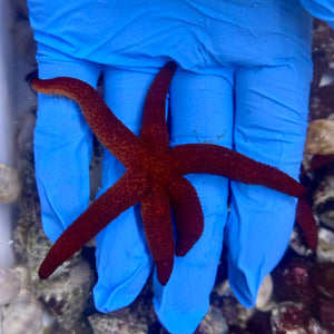 Echinaster Luzonicus (aka Red Sea Star)