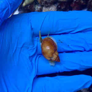 Nassarius Snail
