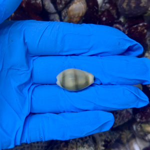 Gold Ring Cowrie