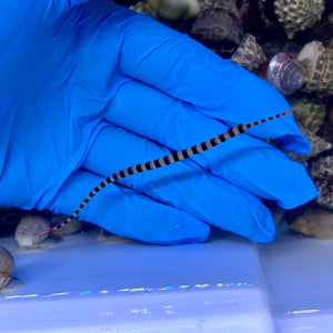 Banded Pipefish