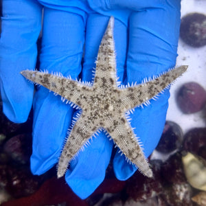 Sand-Sifting Sea Star