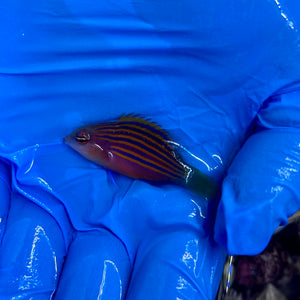 Six Line Wrasse