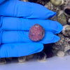 Trochus Snail