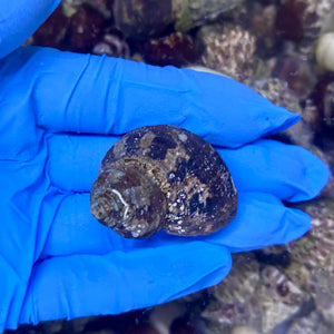 Dwarf Turban Snail