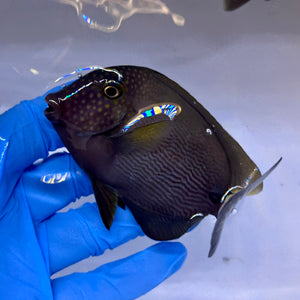 Maculiceps Tang