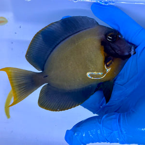 Chocolate Tang (aka Yellow Mimic Tang)