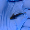 Clown Goby (aka Coral Goby)