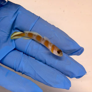 Flagtail Shrimp Goby