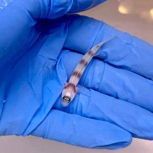 Wheeler’s Shrimp Goby