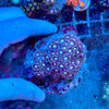 Yellow Eye Pink Goniopora