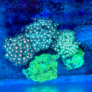 Pink Center Alveopora