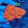 Red Blastomussa