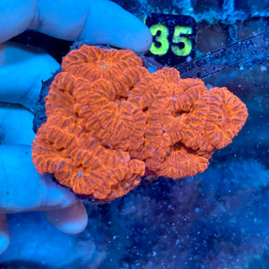 Red Blastomussa