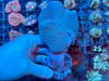 Colored Polyp Toadstool Leather