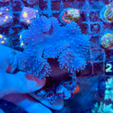 Colored Polyp Toadstool Leather