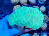 Green Bubble Coral