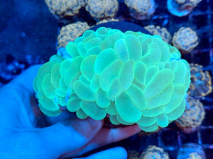 Green Bubble Coral