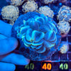 Green Bubble Coral