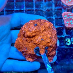 Venosa Sunset Encrusting Montipora