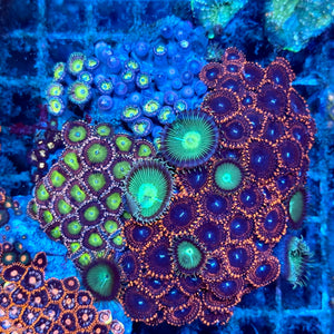 Red Palythoa
