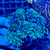 Grade B Green Torch