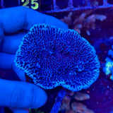 Montipora Verrucosa