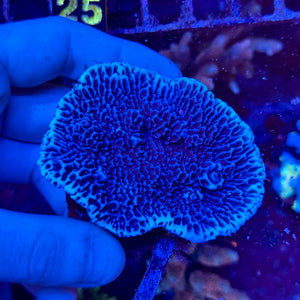 Montipora Verrucosa