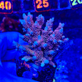 Red/Pink Acropora Millepora