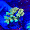 Green Acropora Millepora